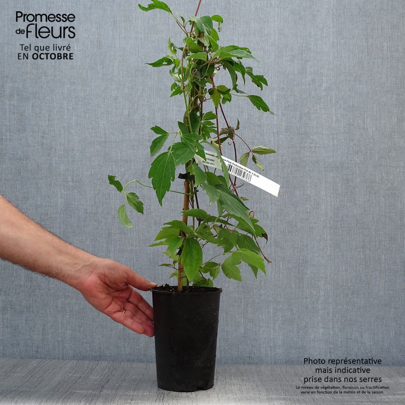 Amostra de Clematis montana Pink Perfection Vaso de 1,5 L/2 L tal como entregue no outono