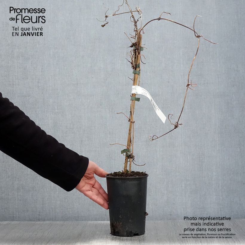Amostra de Clématite - Clematis montana Pink Perfection Vaso de 1,5 L/2 L tal como entregue no inverno