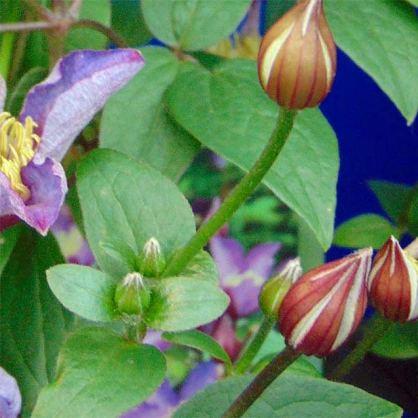 Clematis Exciting (Folhagem)
