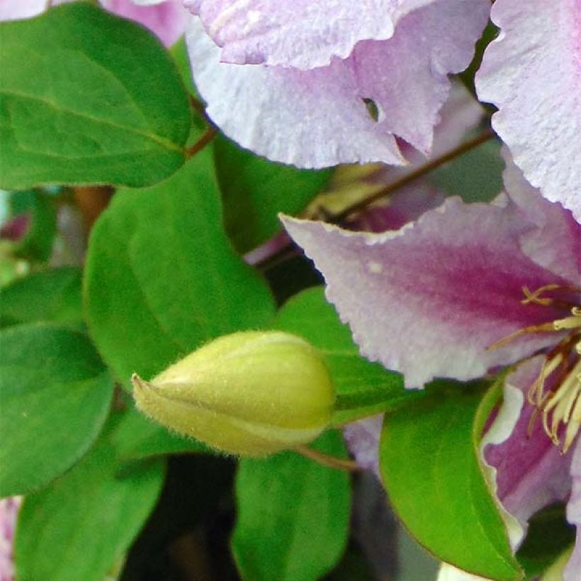Clematis Piilu (Folhagem)