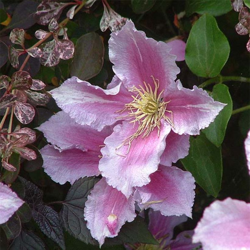 Clematis Piilu (Floração)