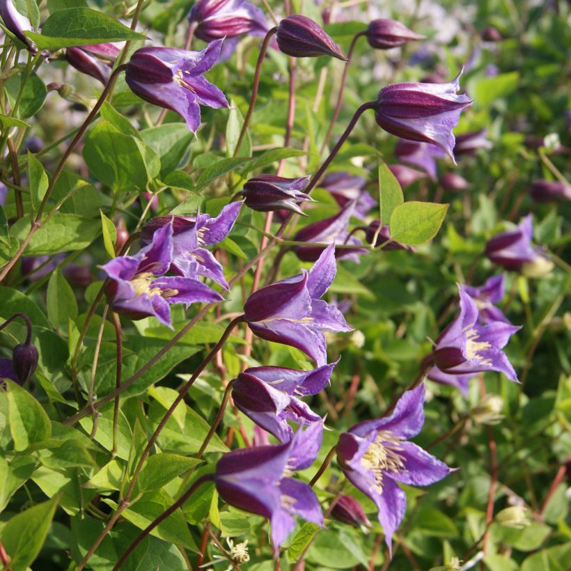 Clematis texensis Prince William (Floração)