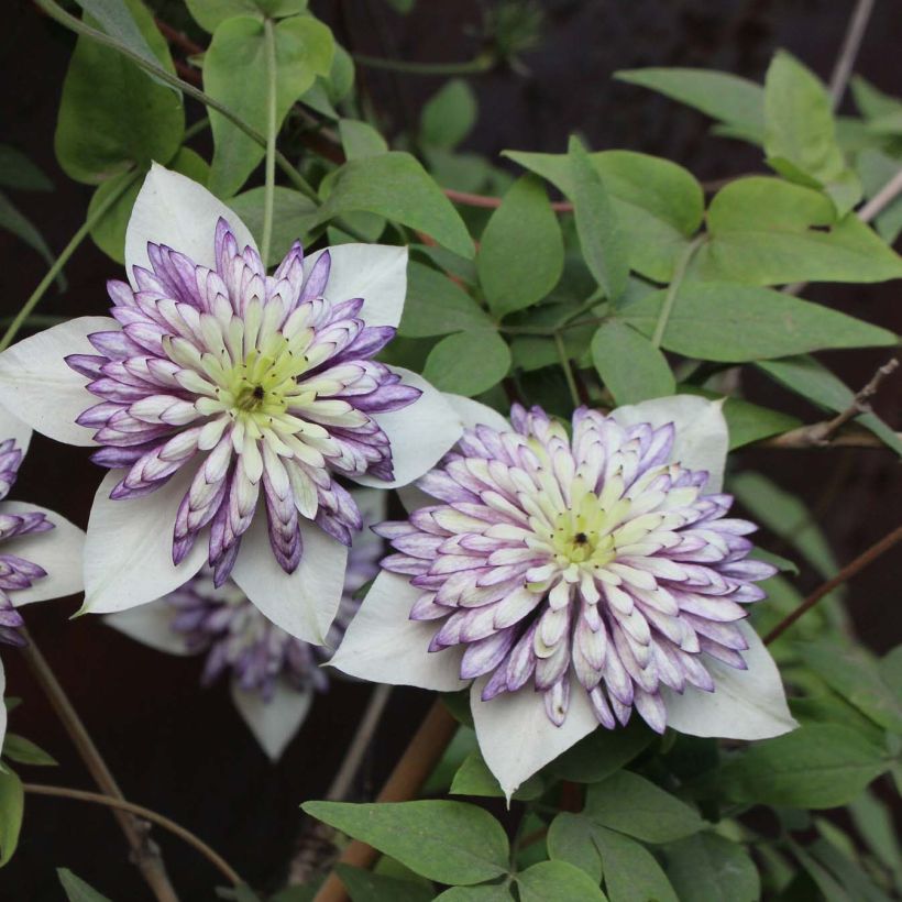 Clematis Viennetta (Floração)