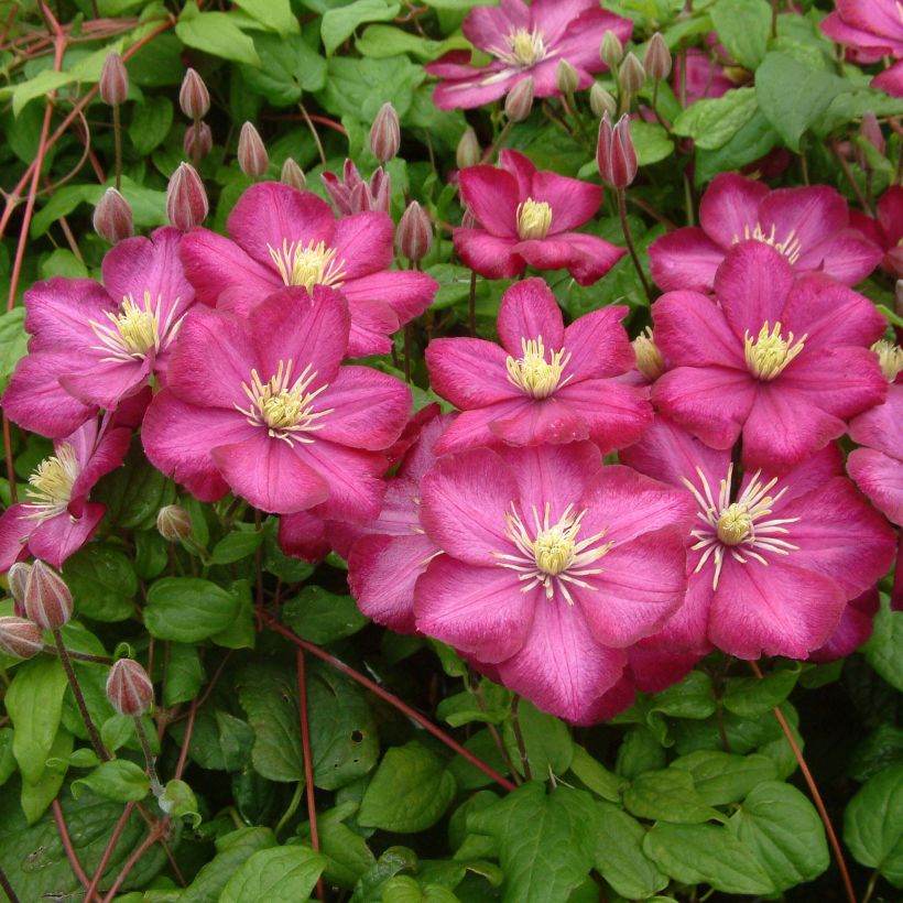 Clematis Ville de Lyon (Hábito)