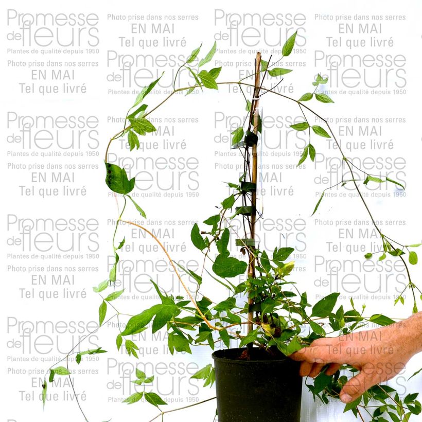 Exemplo de amostra de Clématite - Clematis diversifolia Aphrodite Vaso de 2 L/3 L tal como entregue