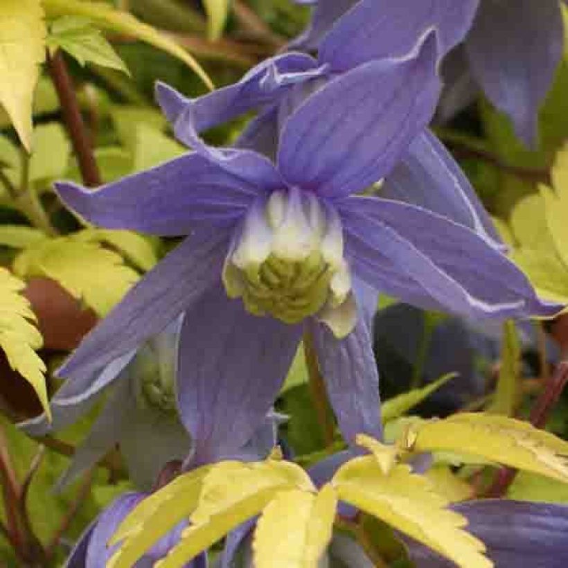 Clematis Stolwijk Gold (Floração)