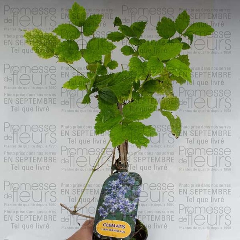 Exemplo de amostra de Clématite - Clematis I am Stanislaus Pot de 2L/3L tal como entregue