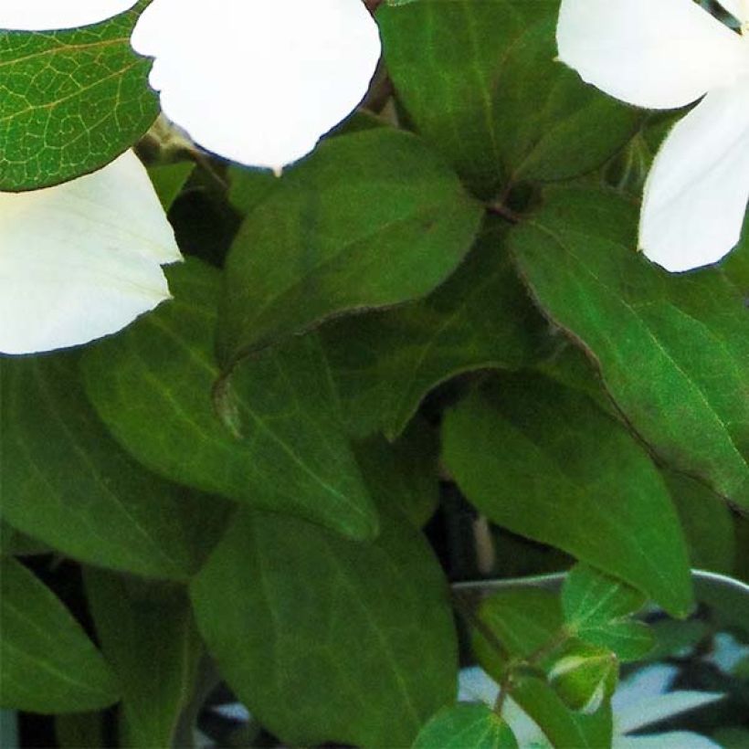 Clematis integrifolia Baby Star (Folhagem)