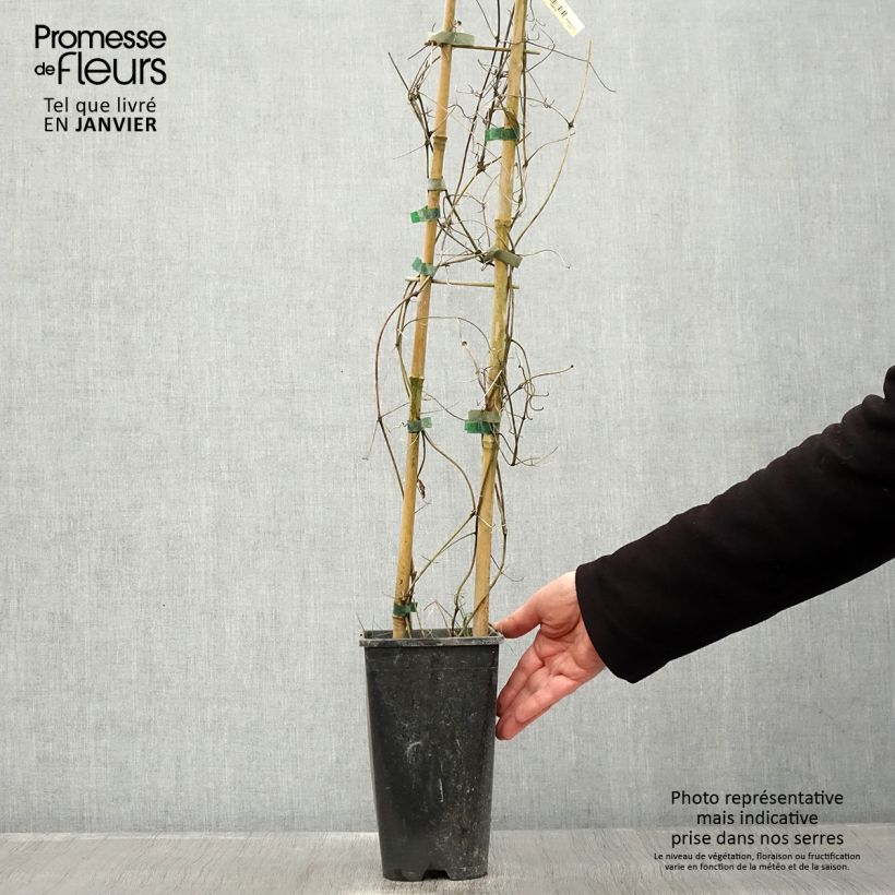 Amostra de Clématite Bee's Jubilée Vaso de 2 L/3 L tal como entregue no inverno