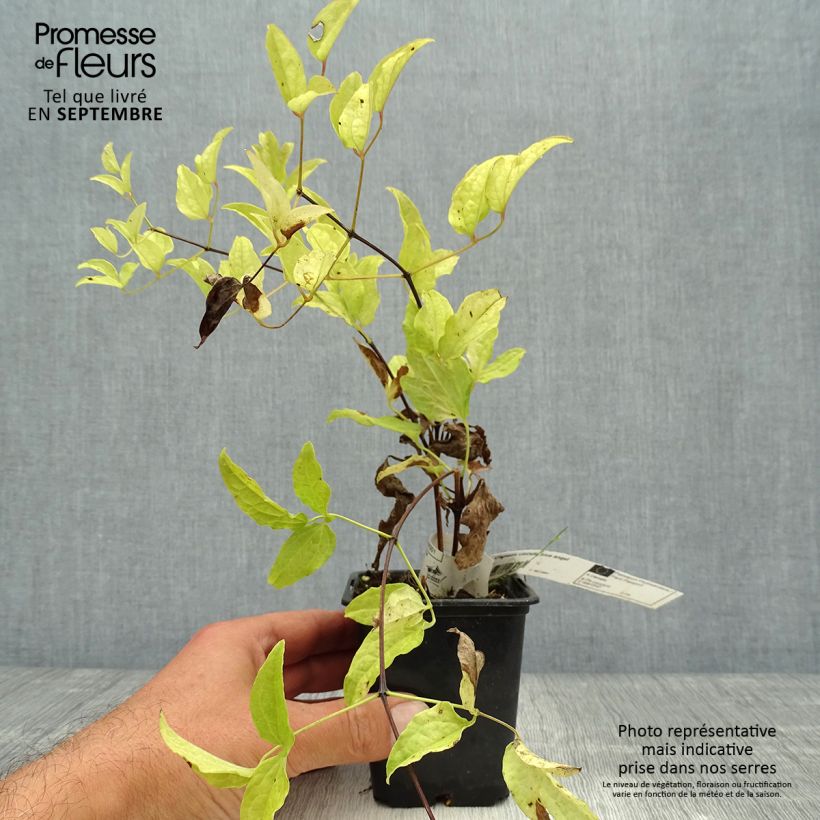 Amostra de Clematis Blekitny aniol Vaso de 8/9 cm tal como entregue no outono