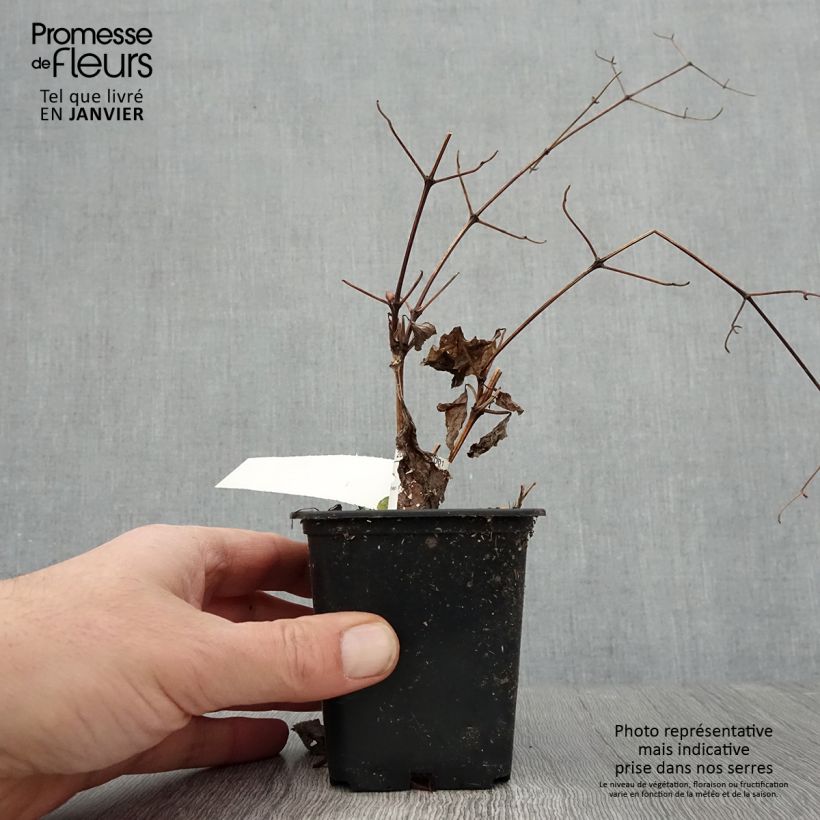 Amostra de Clématite Blekitny Aniol (Blue Angel) Vaso de 8/9 cm tal como entregue no inverno