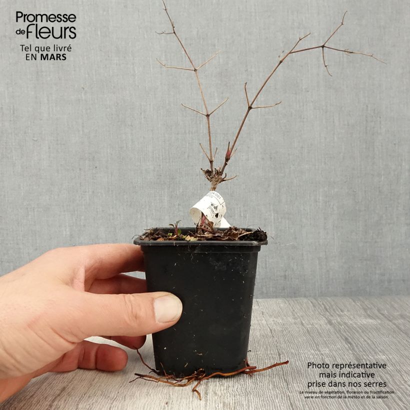 Amostra de Clematis Blekitny aniol Vaso de 8/9 cm tal como entregue na primavera