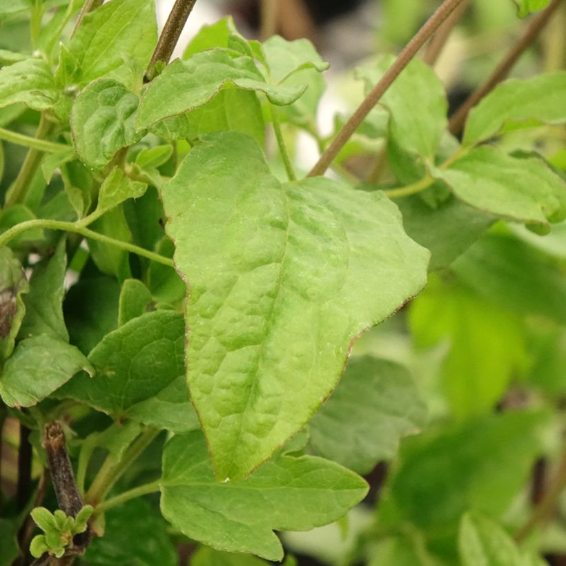 Clematis Blekitny aniol (Folhagem)