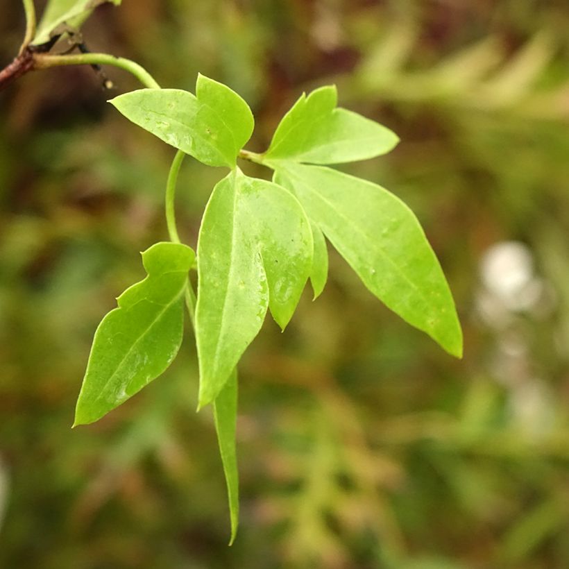 Clematis Christmas Surprise (Folhagem)