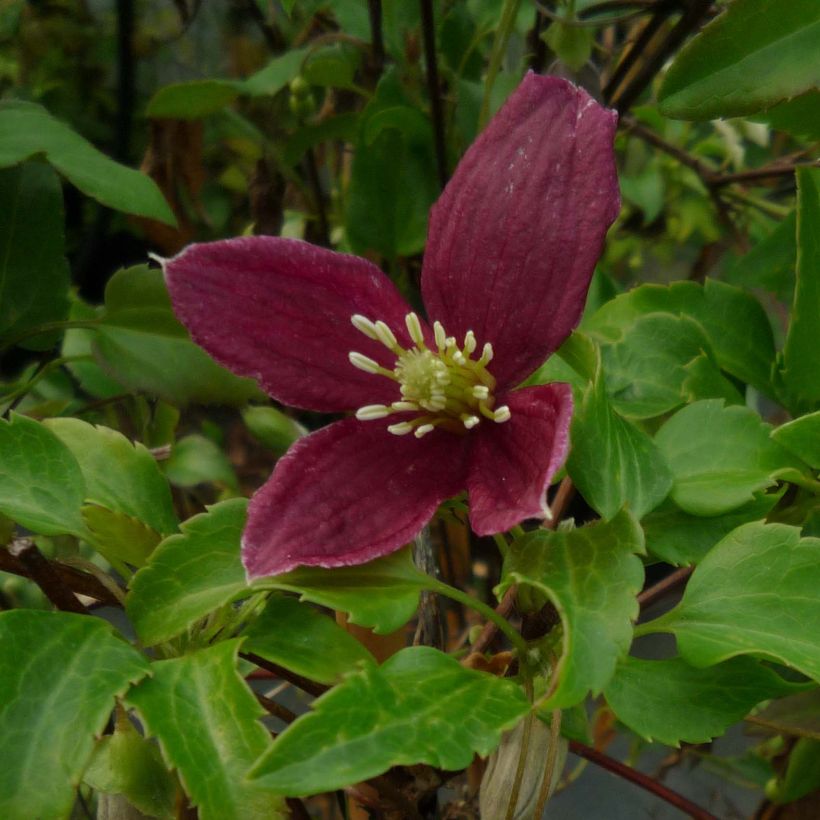 Clematis Lansdowne Gem (Floração)