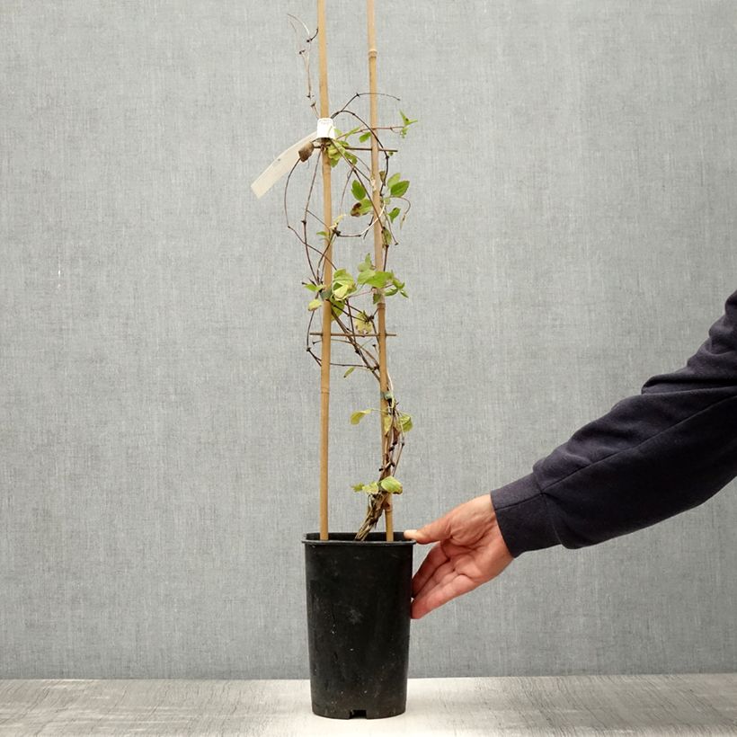 Amostra de Clematis Wisley Cream Vaso de 2 L/3 L tal como entregue no verão