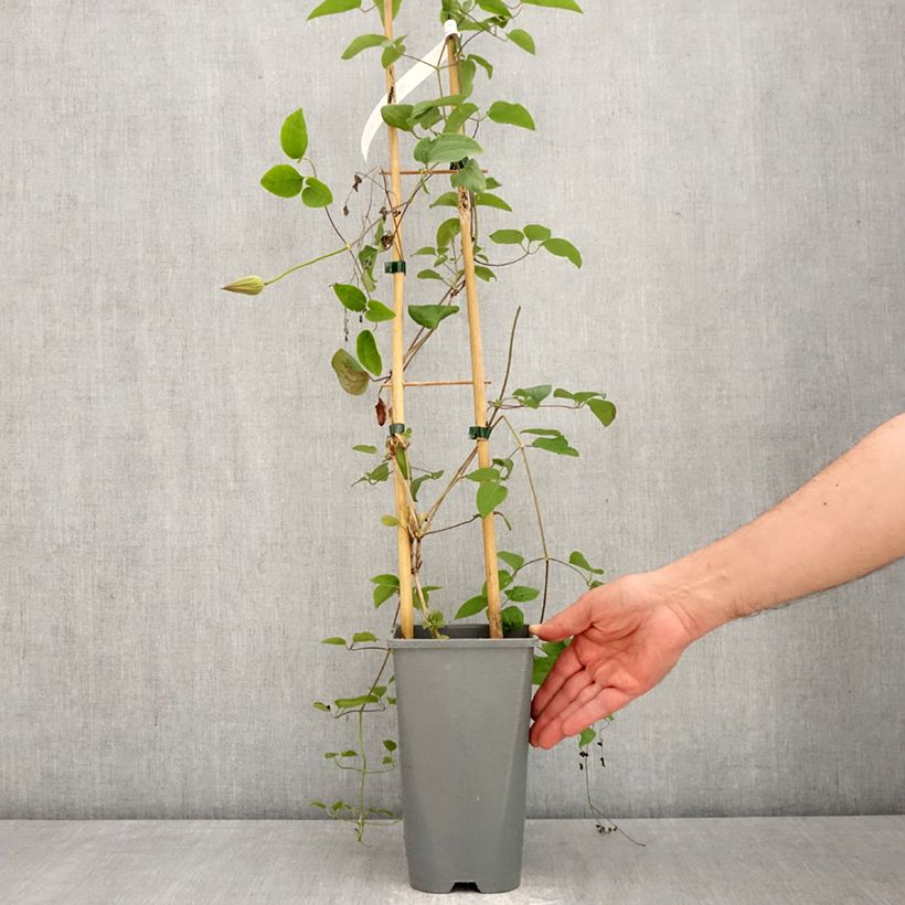 Amostra de Clematis Abilène Vaso de 2 L/3 L tal como entregue na primavera
