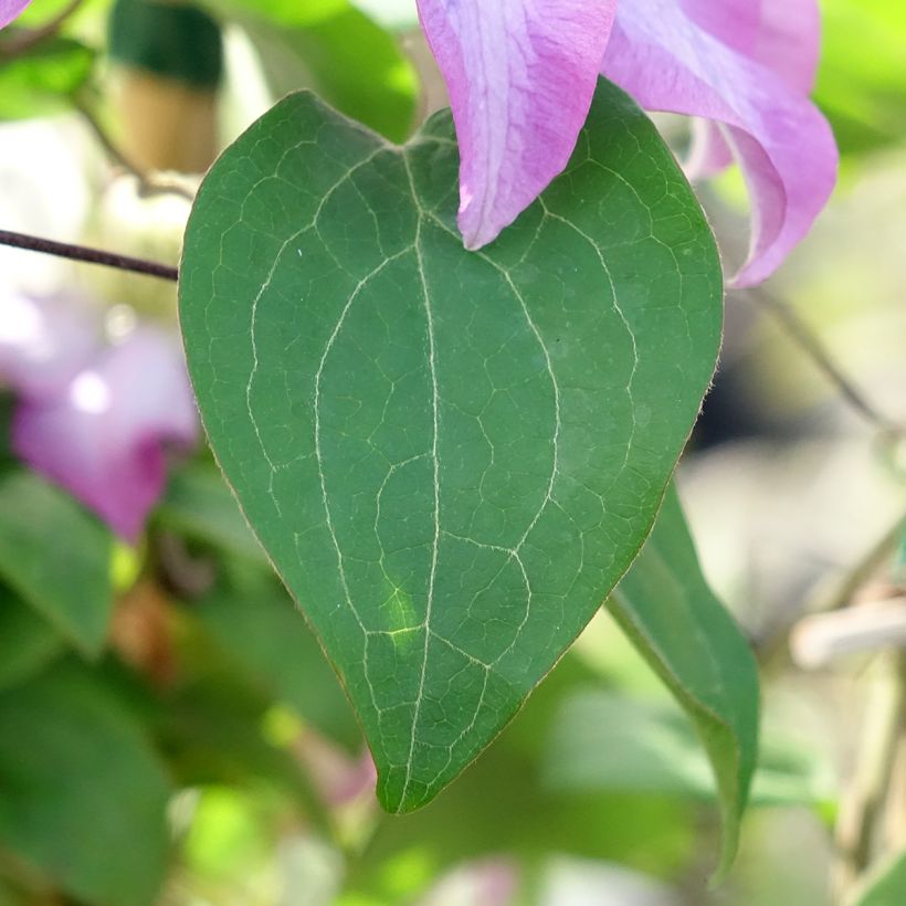 Clematis Abilène (Folhagem)