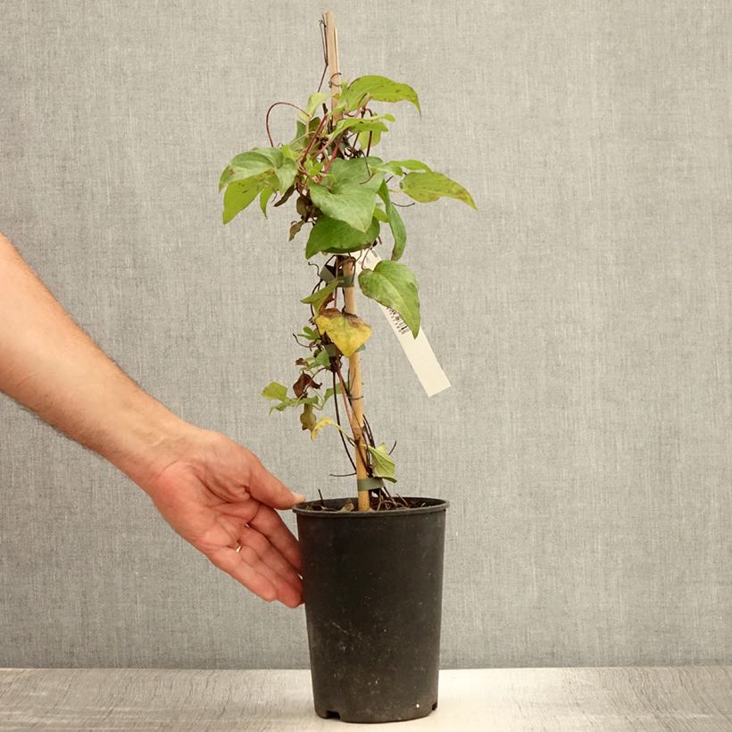 Amostra de Clematis Alice Fisk Vaso de 2 L/3 L tal como entregue no verão