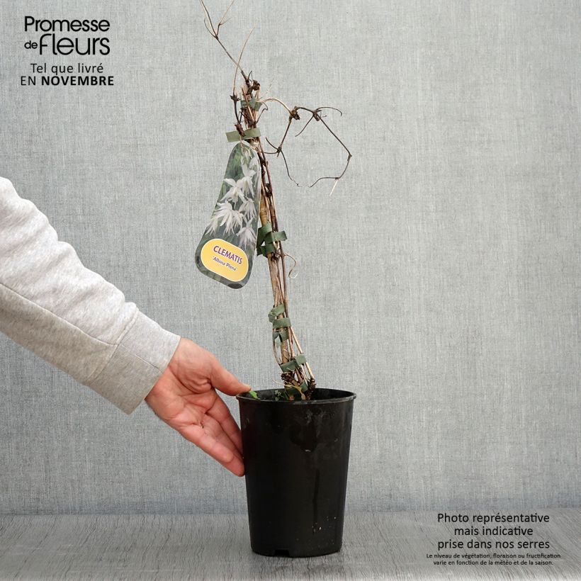 Amostra de Clematis alpina Plena Vaso de 2 L/3 L tal como entregue no outono