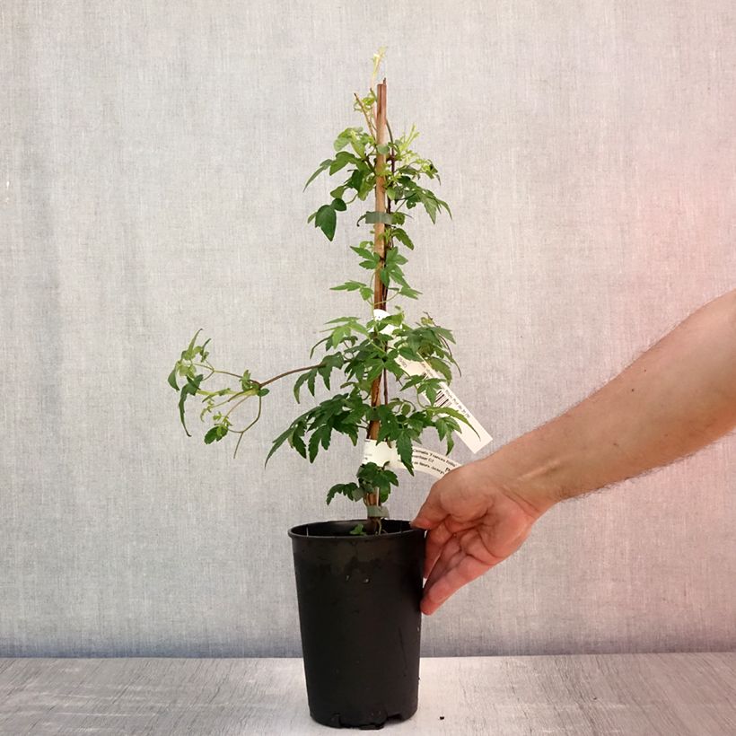 Amostra de Clematis Francis Rivis Vaso de 2 L/3 L tal como entregue no verão