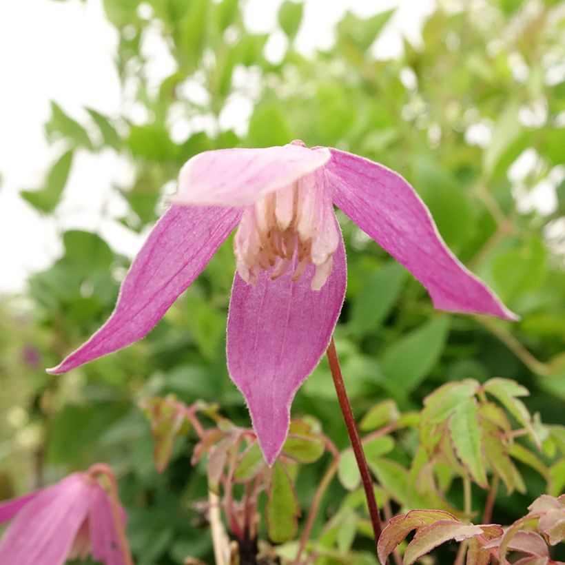 Clematis alpina Ruby (Floração)