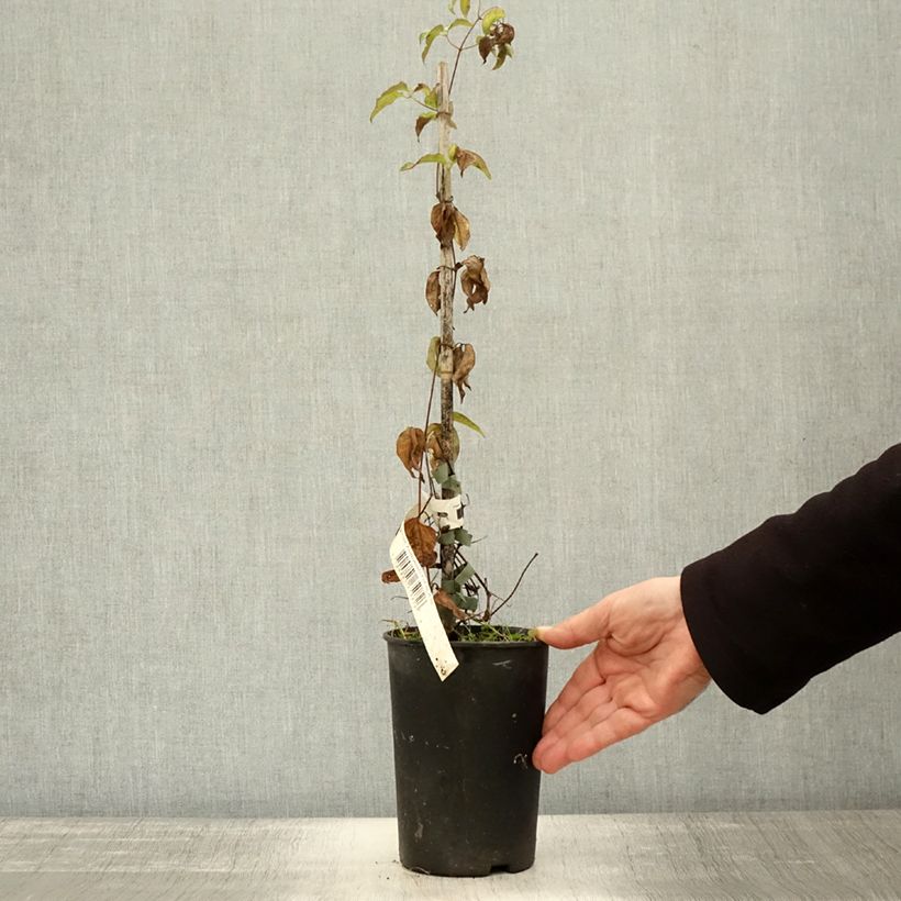 Amostra de Clematis Andromeda Vaso de 2 L/3 L tal como entregue no outono