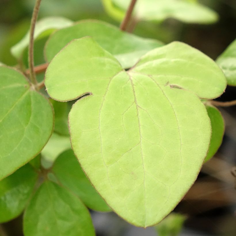 Clematis Andromeda (Folhagem)