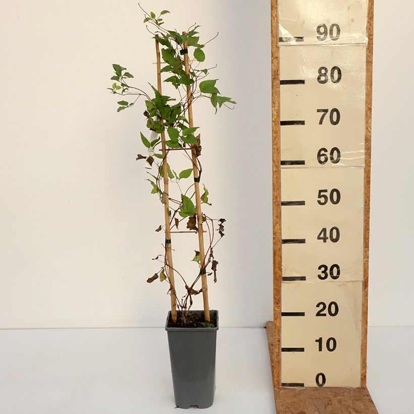 Amostra de Clématite - Clematis Anna Louise Vaso de 3 L/4 L tal como entregue no outono