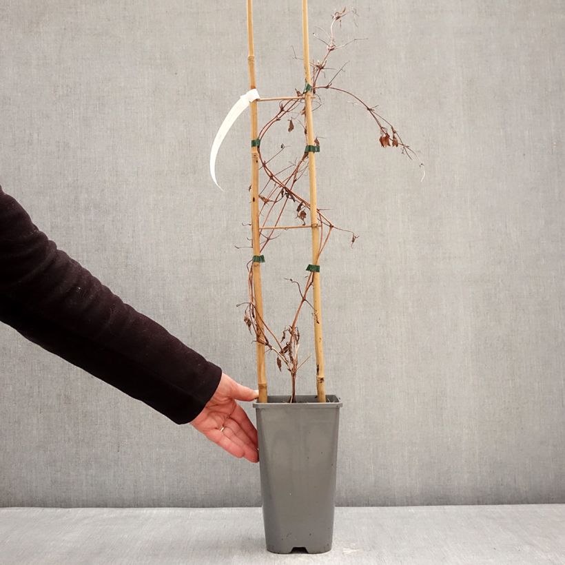 Amostra de Clematis Anna Louise Evithree Vaso de 3 L/4 L tal como entregue no inverno