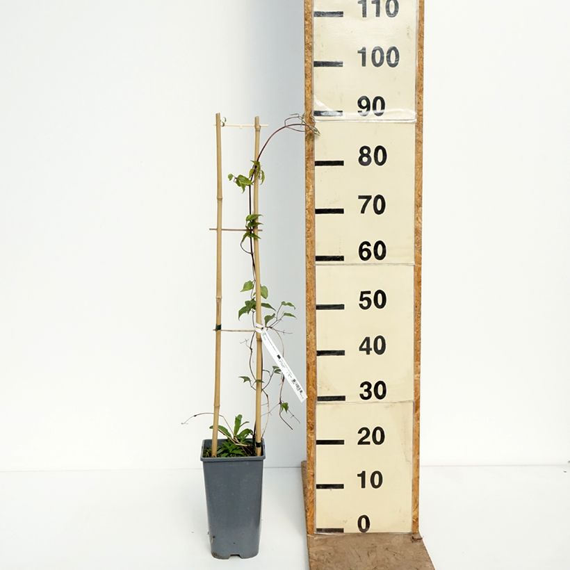 Amostra de Clematis Anna Louise Evithree Vaso de 3 L/4 L tal como entregue na primavera