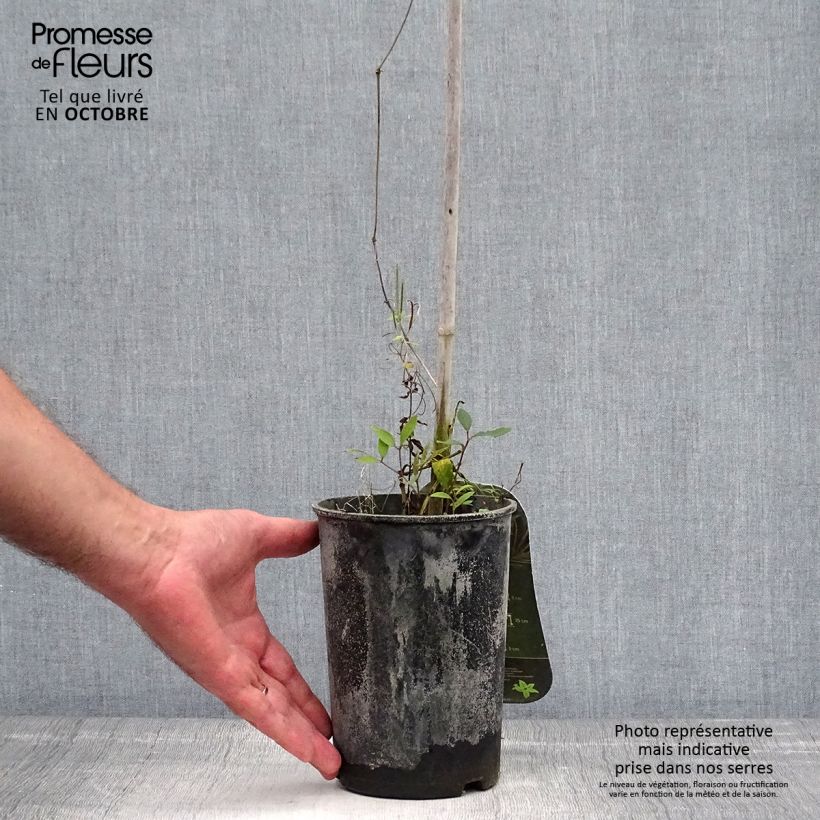 Amostra de Clematis Annabella Vaso de 2 L/3 L tal como entregue no outono