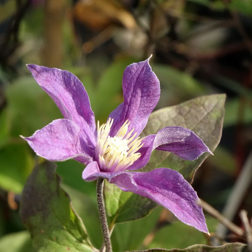 Clematis Arabella (Floração)