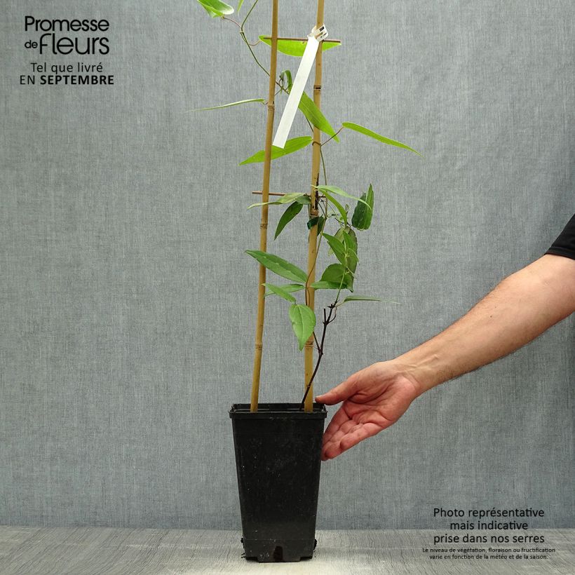 Amostra de Clematis Hendersonii Rubra Vaso de 2 L/3 L tal como entregue no outono