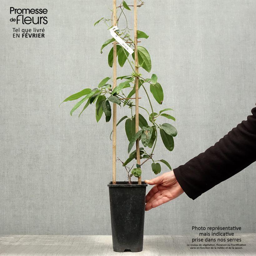 Amostra de Clematis Hendersonii Rubra Vaso de 2 L/3 L tal como entregue no inverno