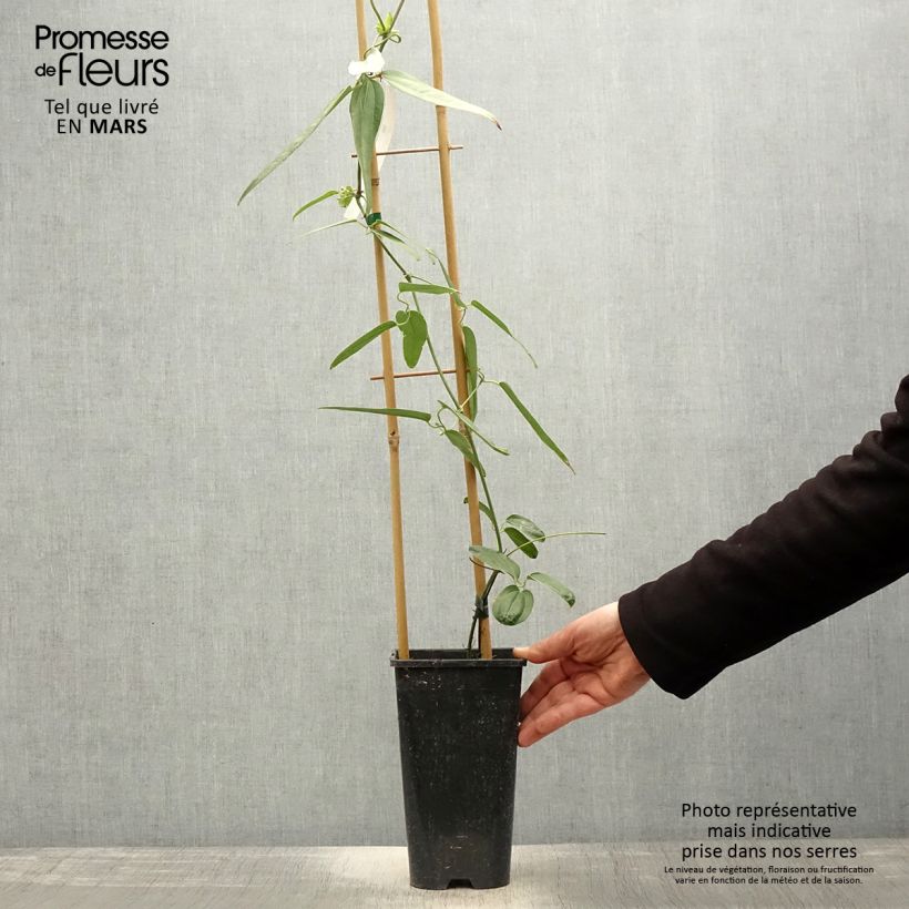 Amostra de Clematis Hendersonii Rubra Vaso de 2 L/3 L tal como entregue na primavera