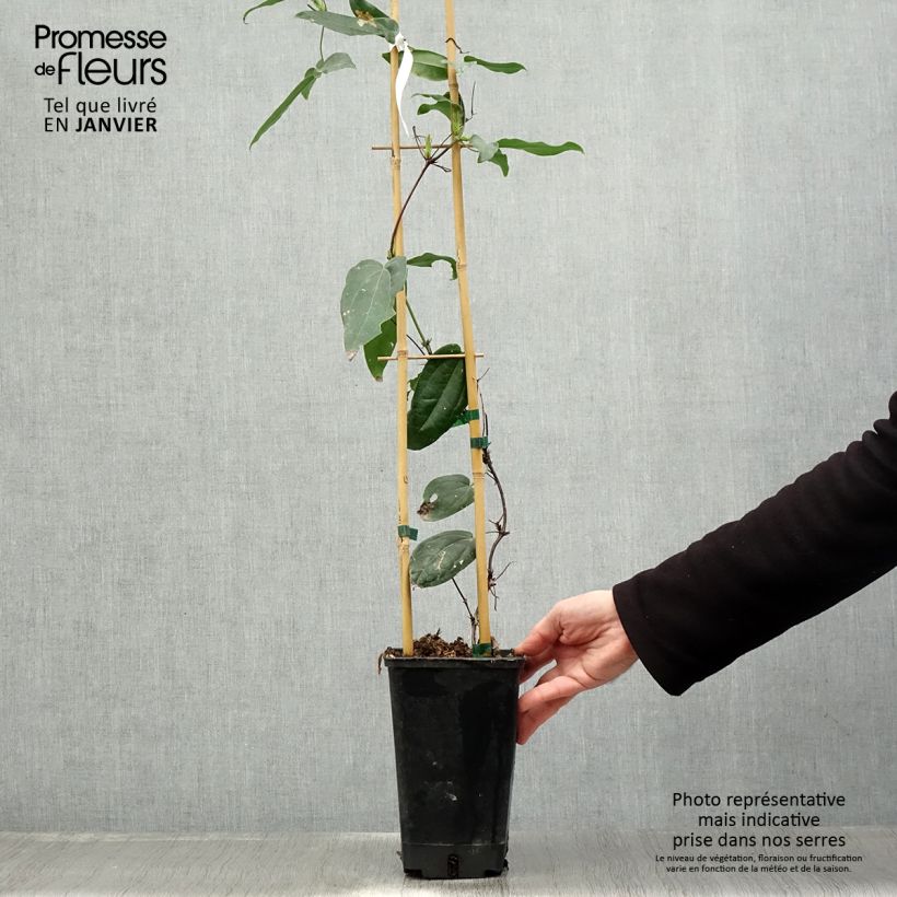 Amostra de Clematis Little White Charm Vaso de 2 L/3 L tal como entregue no inverno