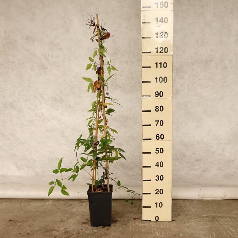 Amostra de Clematis armandii - Clematite perene Vaso de 4 L/5 L tal como entregue no verão