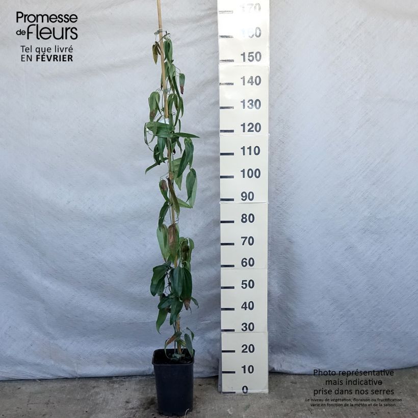 Amostra de Clematis armandii Vaso de 4 L/5 L tal como entregue no inverno