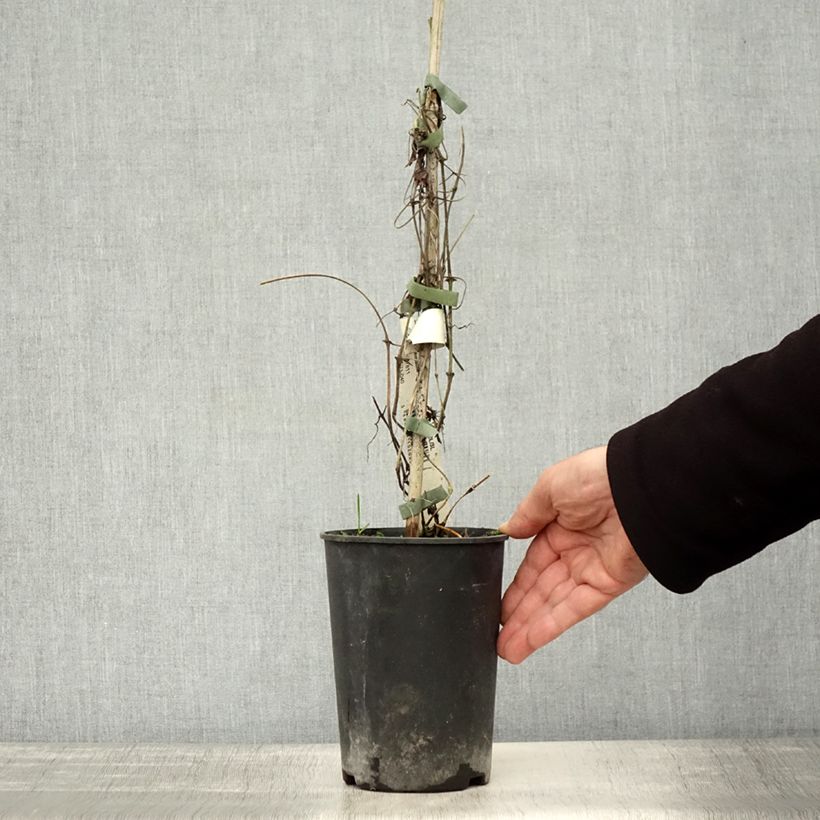 Amostra de Clematis Asao Vaso de 2 L/3 L tal como entregue no outono