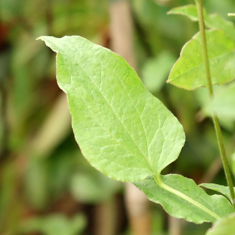 Clematis viticella Astra nova (Folhagem)