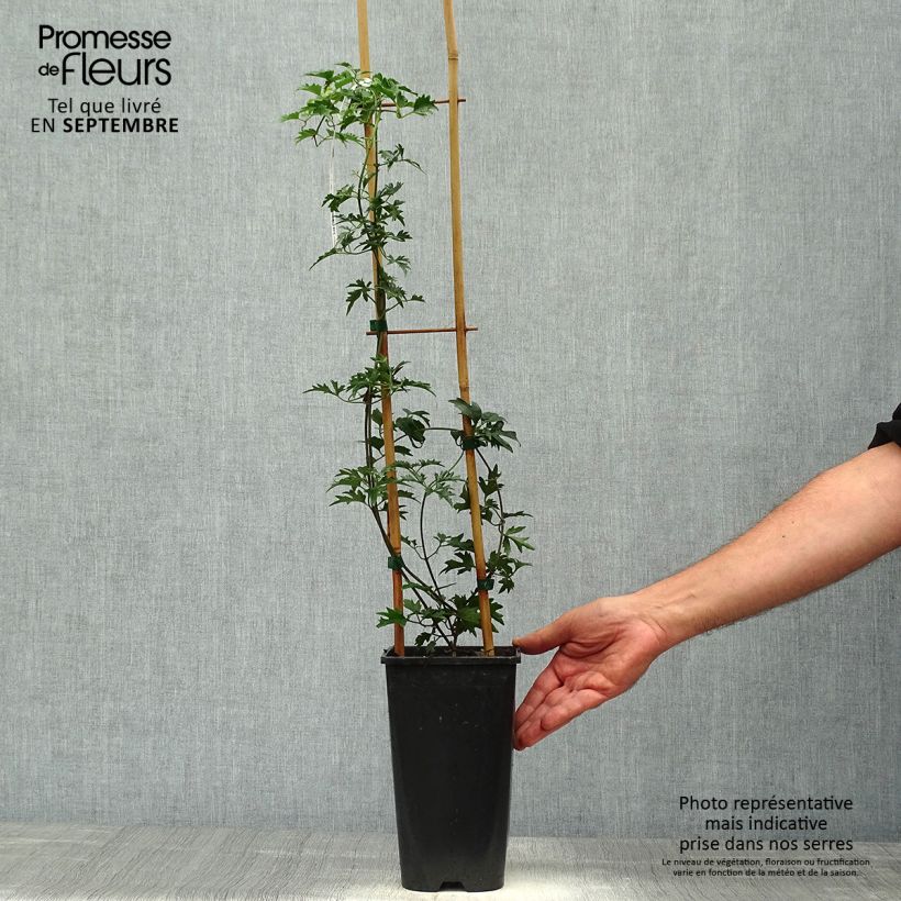 Amostra de Clematis Avalanche® Vaso de 2 L/3 L tal como entregue no outono