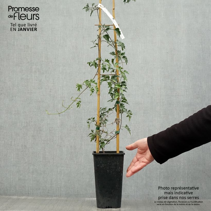 Amostra de Clematis Avalanche® Vaso de 2 L/3 L tal como entregue no inverno