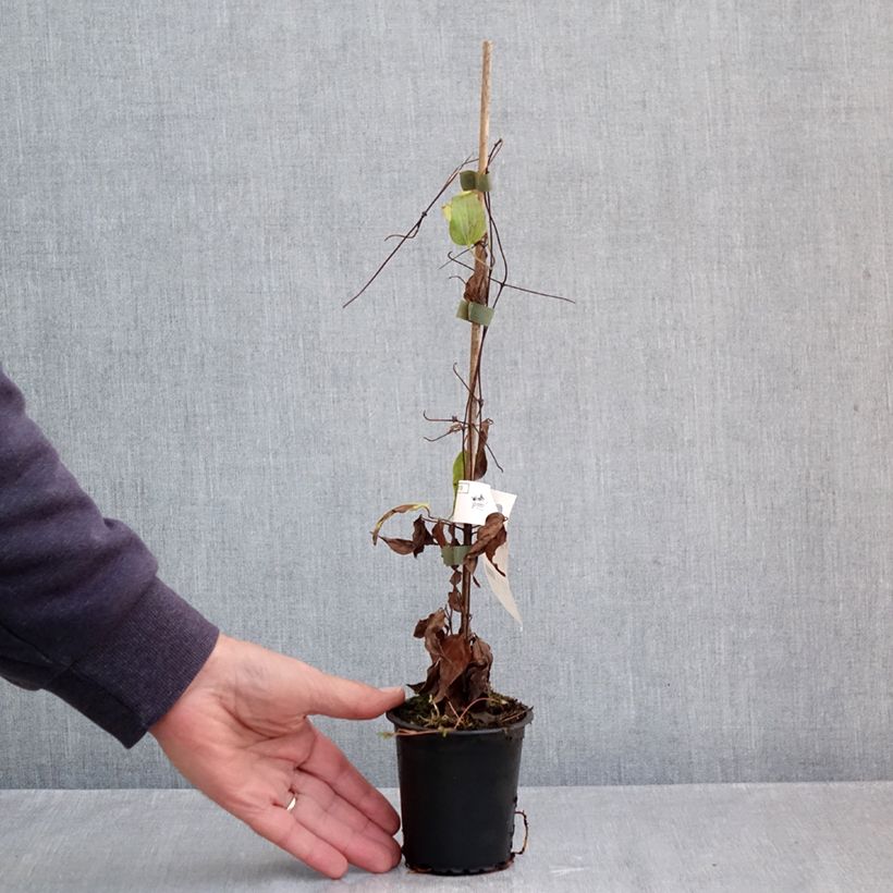 Amostra de Clématite - Clematis Barbara Harrington Vaso de 8/9 cm tal como entregue no outono