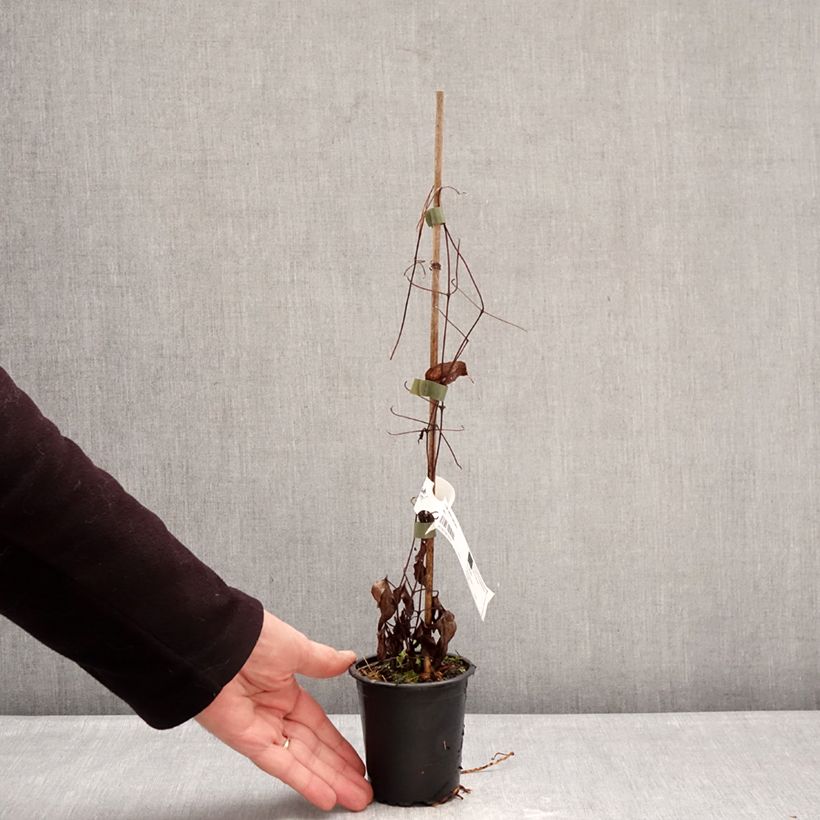 Amostra de Clematis Barbara Harrington Vaso de 8/9 cm tal como entregue no inverno