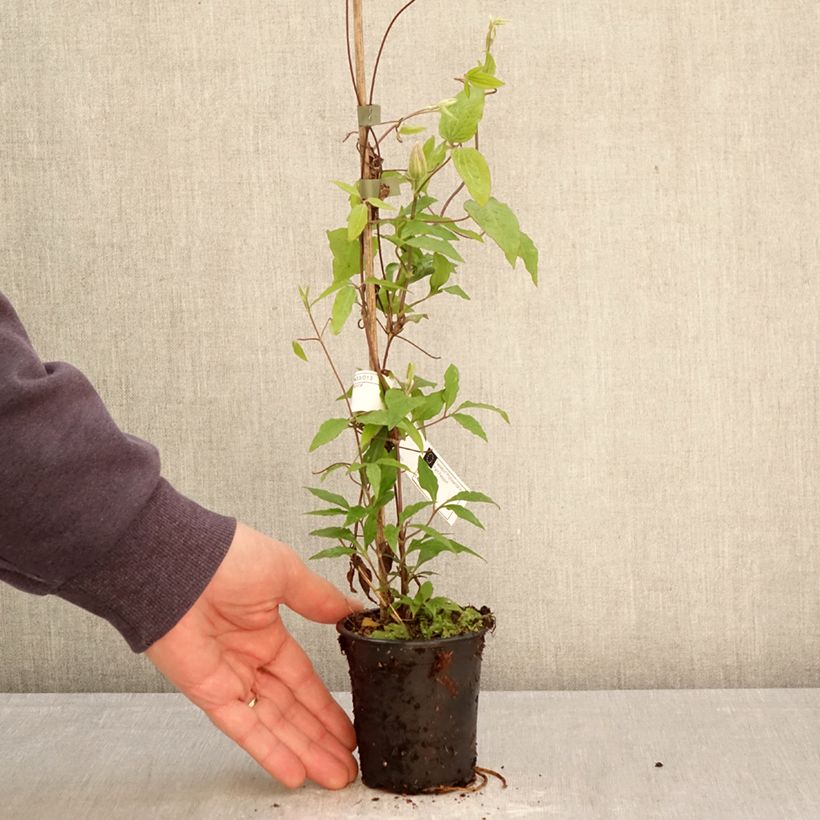Amostra de Clematis Barbara Harrington Vaso de 8/9 cm tal como entregue na primavera