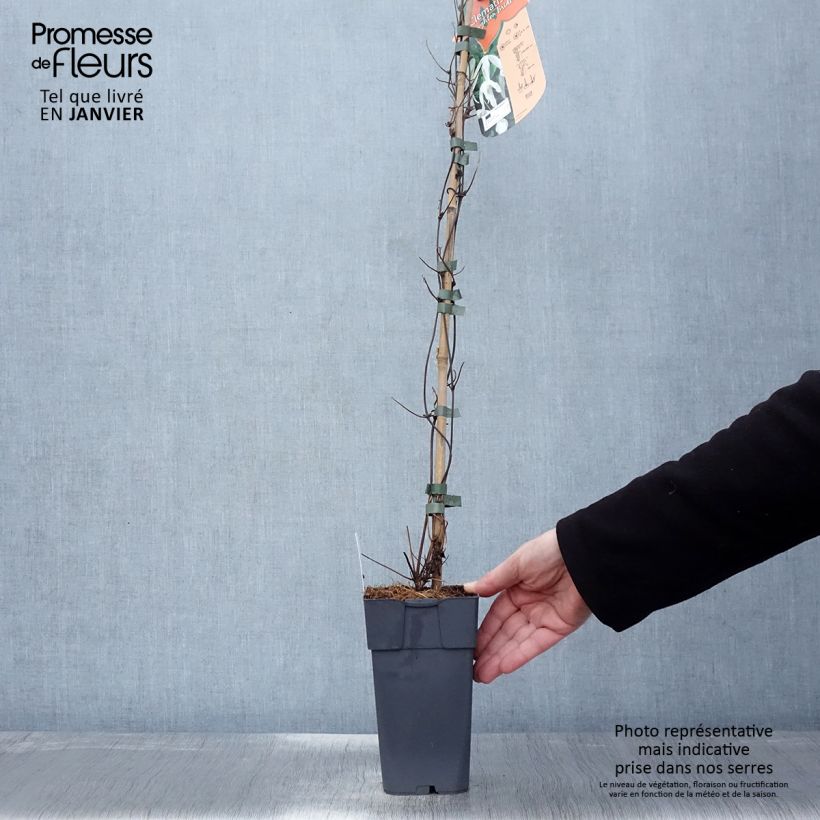 Amostra de Clématite - Clematis Beautiful Bride Vaso de 2 L/3 L tal como entregue no inverno