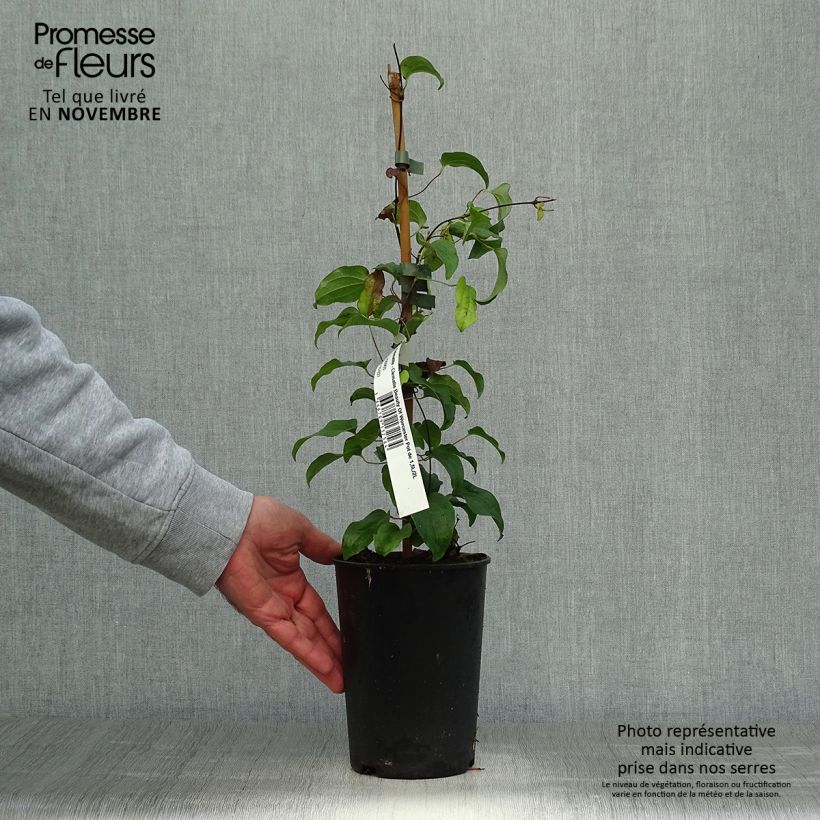 Amostra de Clematis Beauty of Worcester Vaso de 1,5 L/2 L tal como entregue no outono