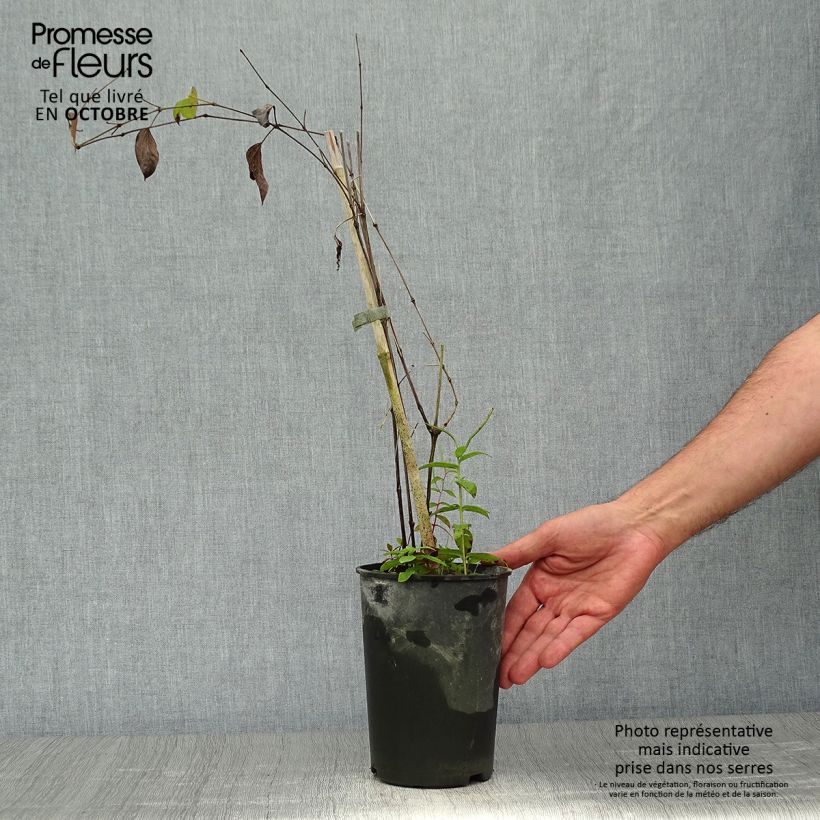 Amostra de Clematis Blue pirouette Vaso de 2 L/3 L tal como entregue no outono