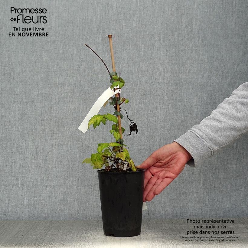 Amostra de Clematis Brunette Vaso de 2 L/3 L tal como entregue no outono